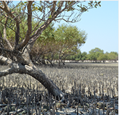 Mangroves