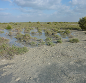 Saltmarsh